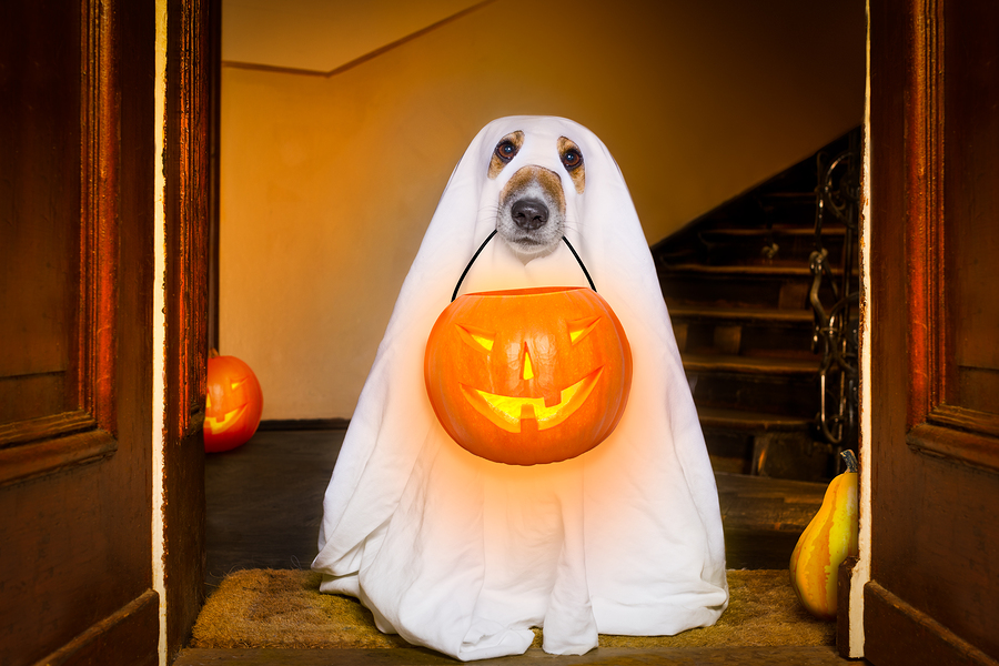 dog sit as a ghost for halloween in front of the door at home entrance with pumpkin lantern or light scary and spooky