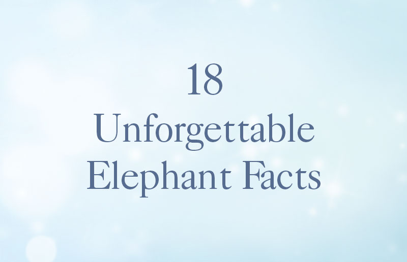 18 Unforgettable Elephant Facts