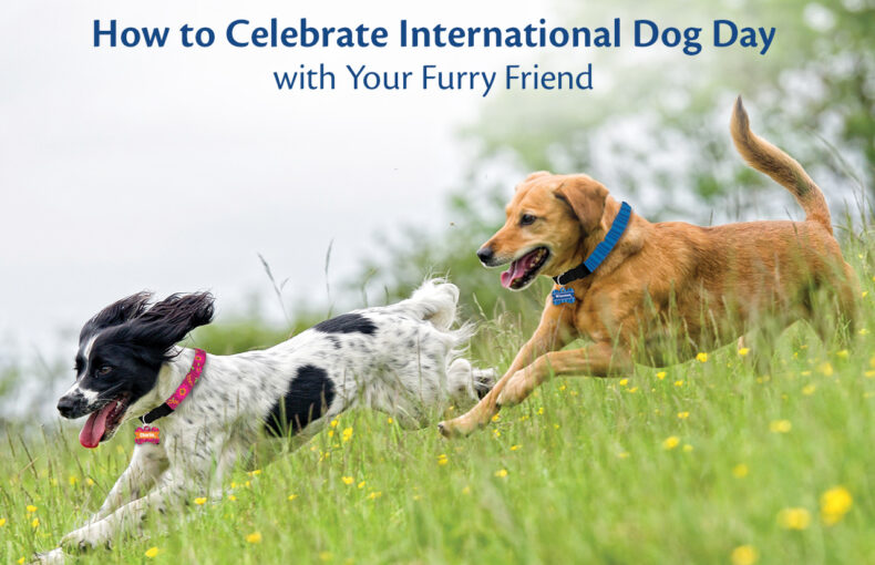 How to Celebrate International Dog Day with Your Furry Friend The
